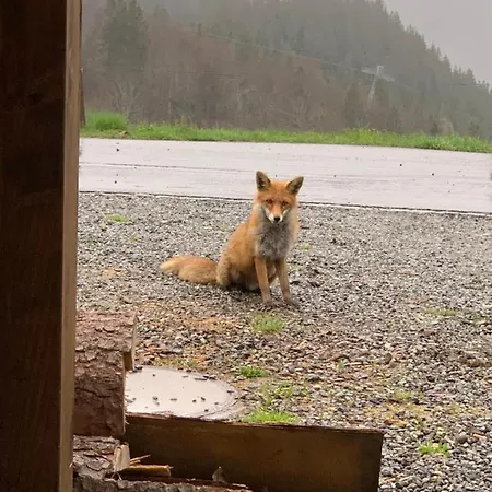 فندق Jaegerstuebli جريندلوالد