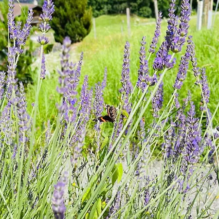 فندق Jaegerstuebli جريندلوالد